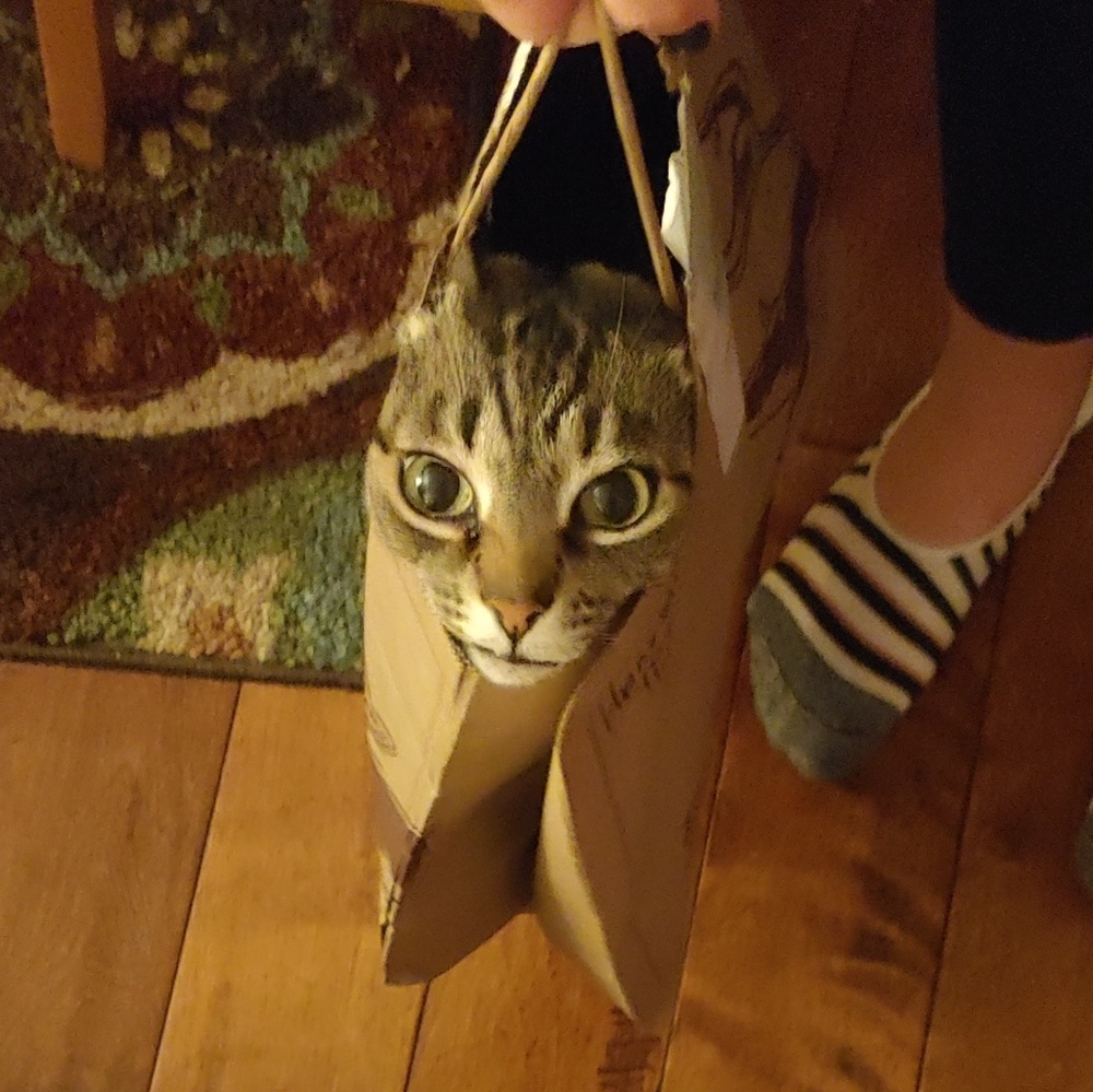 Meet your Posher, Katie